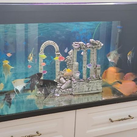 Apartamenti8 Korca Bagian luar foto